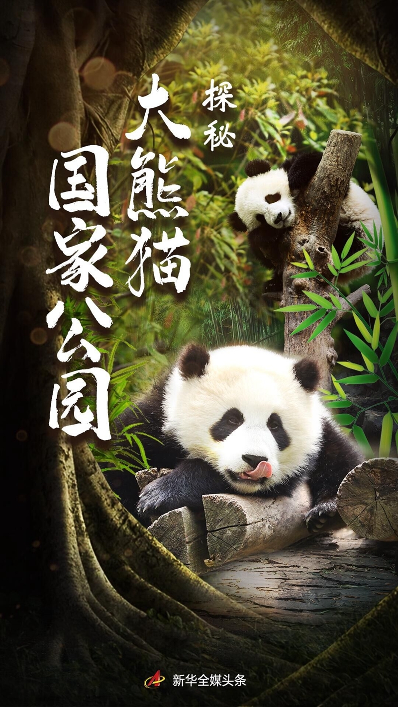 福彩3D与大熊猫，公益与自然的双重守护